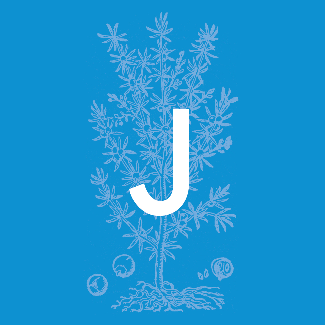 Juniper from the Granite Bay Graphic Design Plant and Flower Alphabet