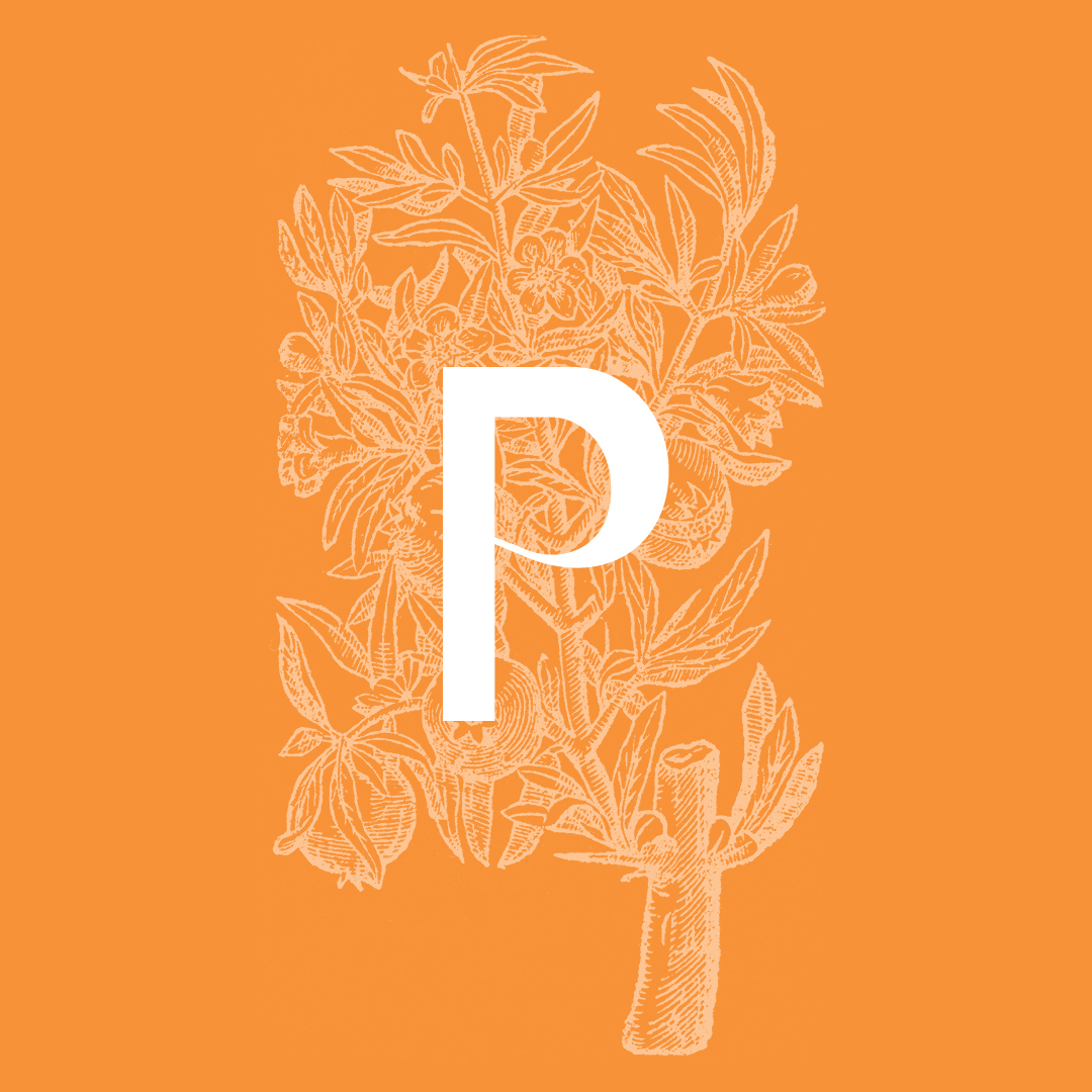 Pomegranate from the Granite Bay Graphic Design Plant and Flower Alphabet