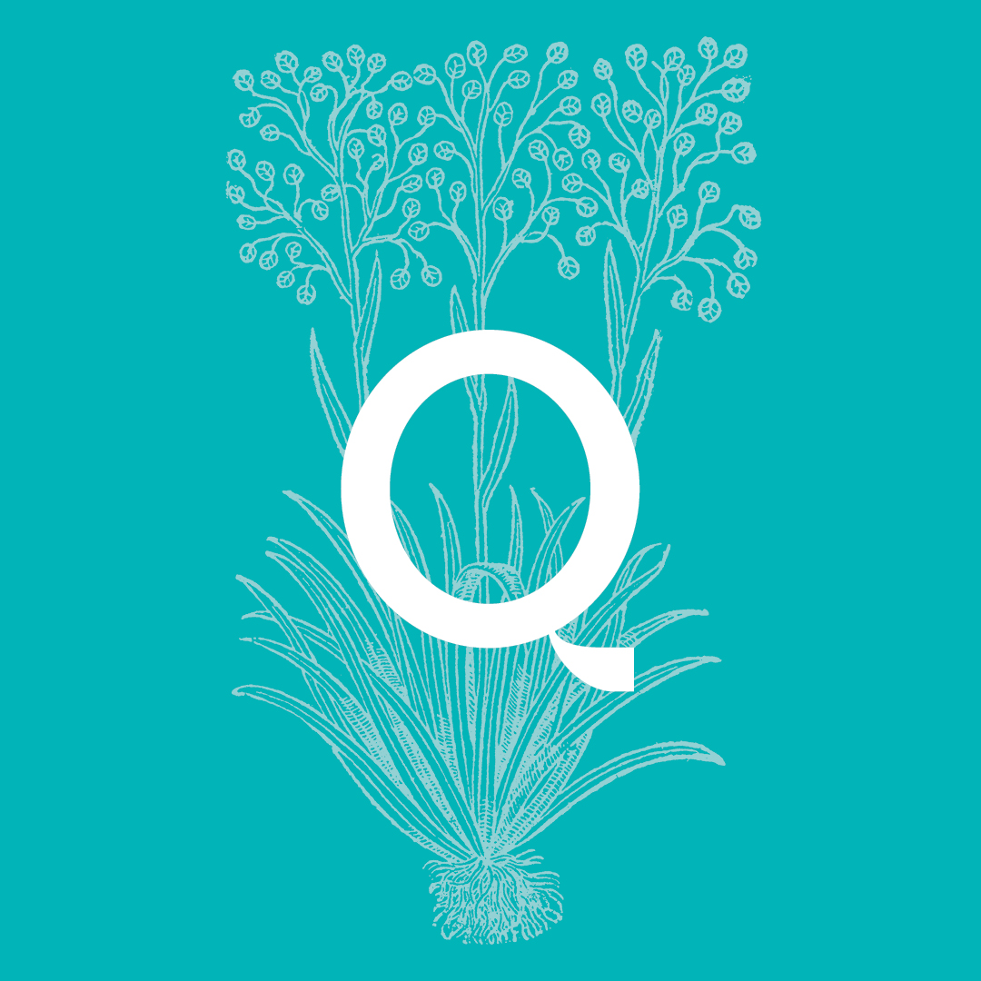 Quaking Grass from the Granite Bay Graphic Design Plant and Flower Alphabet