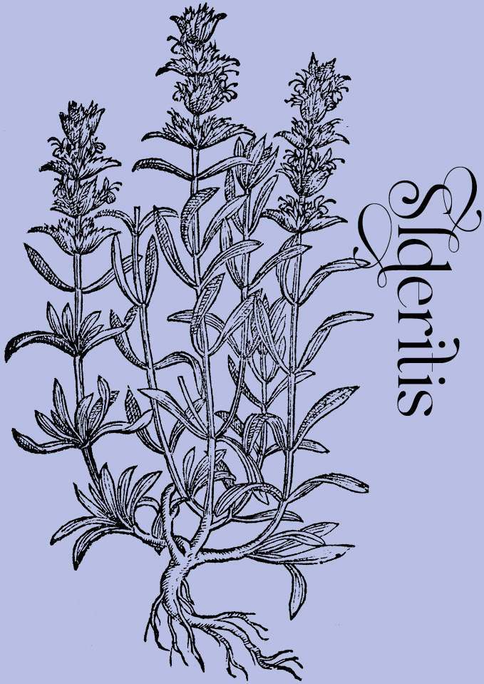 Sideritis—Plant and Flower Engravings on Granite Bay Graphic Design