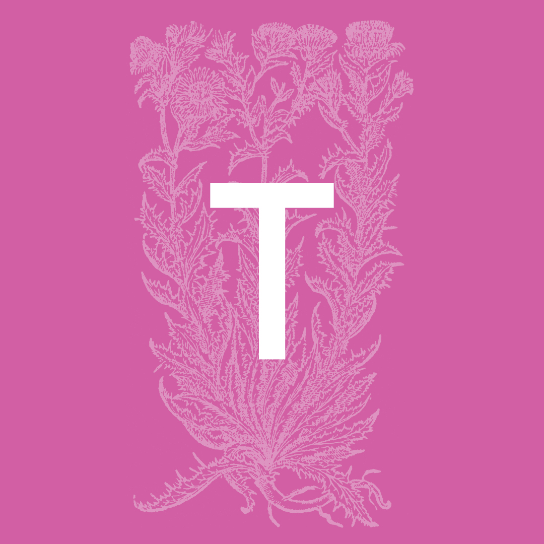 Thistle (Carline): From the Plant and Flower Alphabet