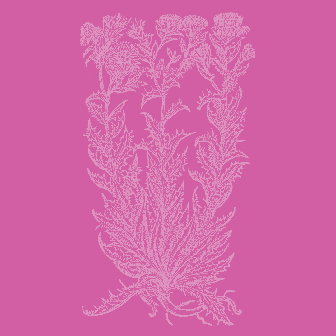 Thistle (Carline) from the Granite Bay Graphic Design Plant and Flower Alphabet