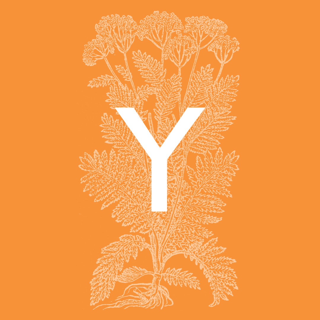 Yarrow (Milfoil): From the Plant and Flower Alphabet
