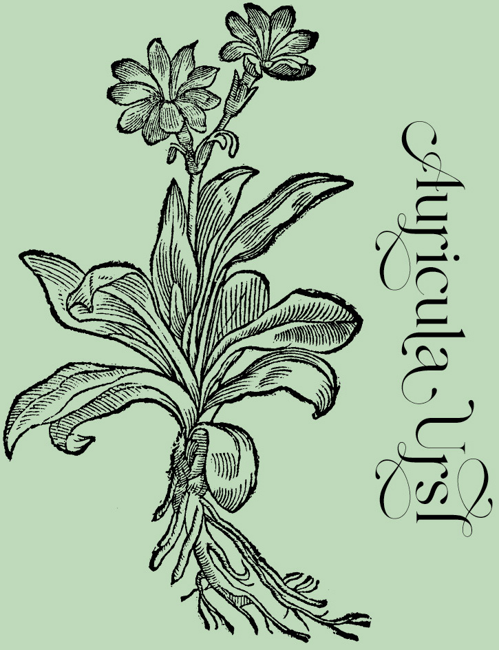 Auricula Ursi—Plant and Flower Engravings on Granite Bay Graphic Design