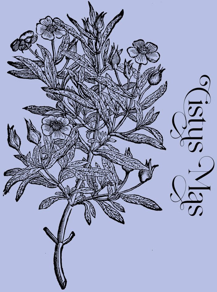 Cistus Mas—Plant and Flower Engravings on Granite Bay Graphic Design