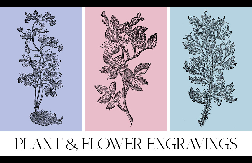 Plant & Flower Engravings