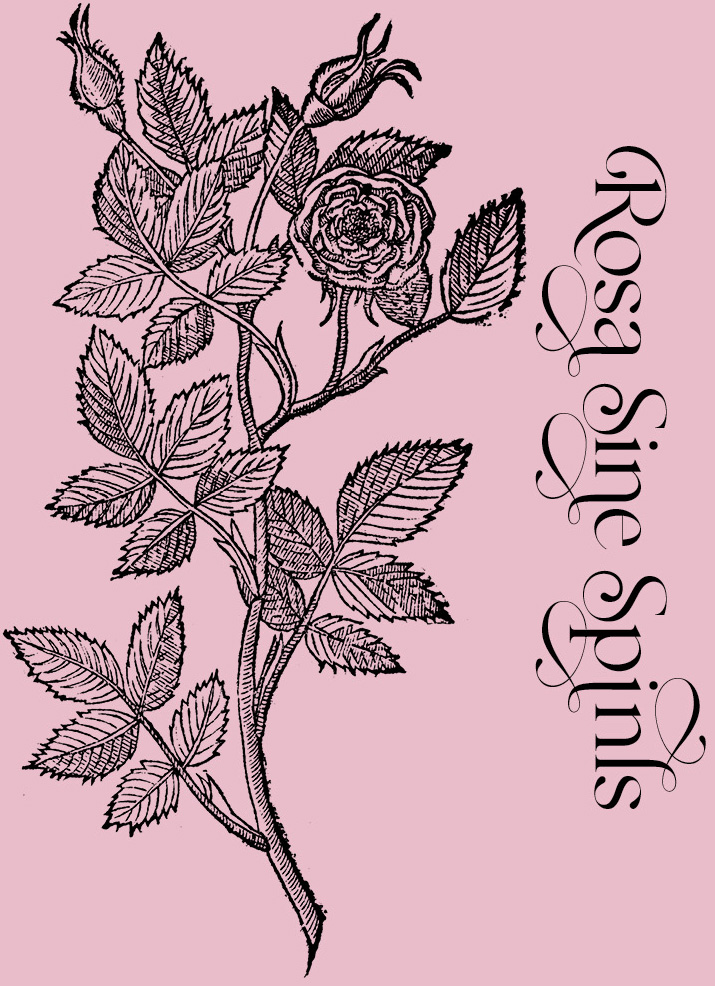 Rosa Sine Spinis—Plant and Flower Engravings on Granite Bay Graphic Design