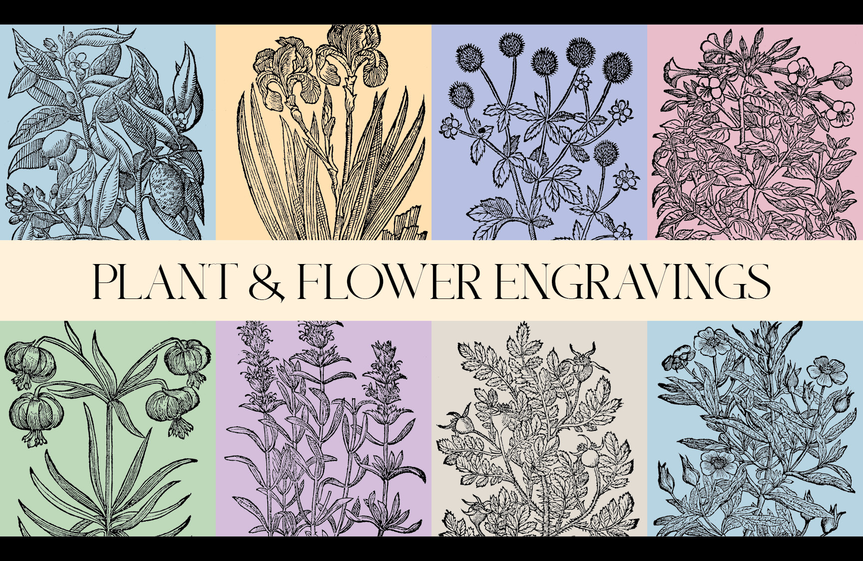 Plant & Flower Engravings