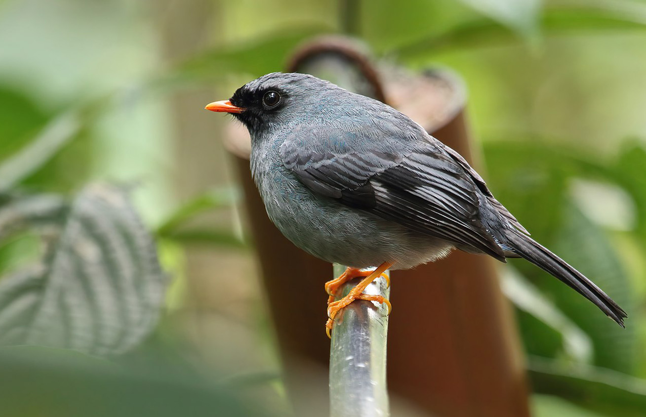 A Black-Faced Solitaire, one of the many bird species in Panama.