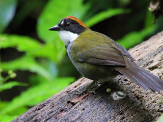 A Chestnut-Capped Brush Finch, one of the many bird species in Panama.