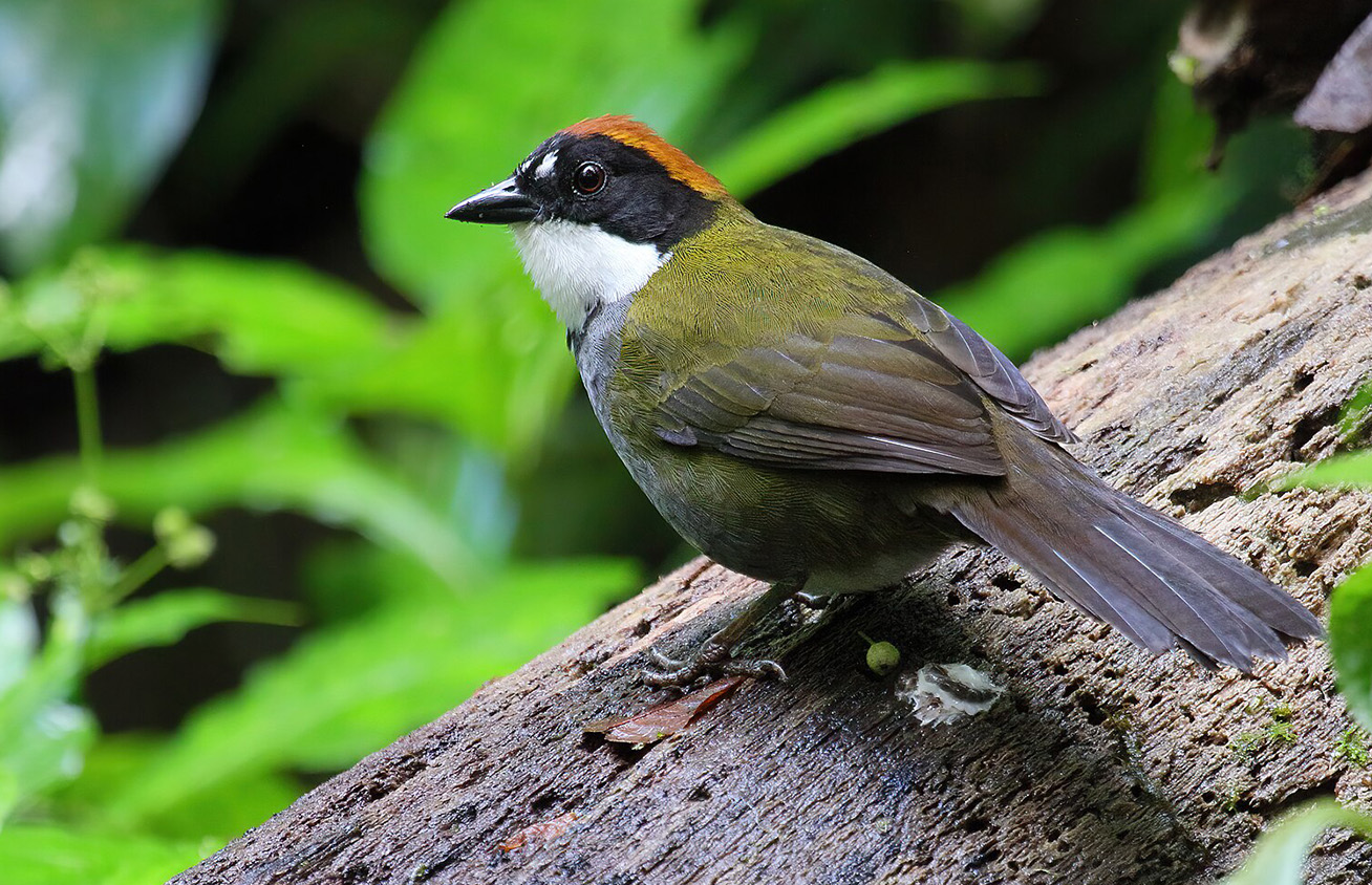 A Chestnut-Capped Brush Finch, one of the many bird species in Panama.