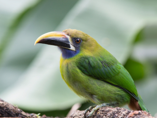 An Emerald Toucanet, one of the many bird species in Panama.