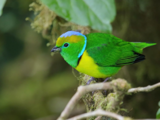 A Golden-Browed Chlorophobia, one of the many bird species in Panama.