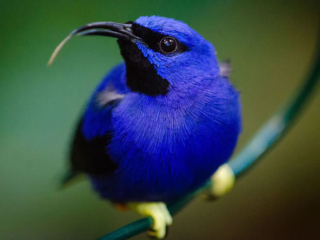 A Honeycreeper, one of the many bird species in Panama.