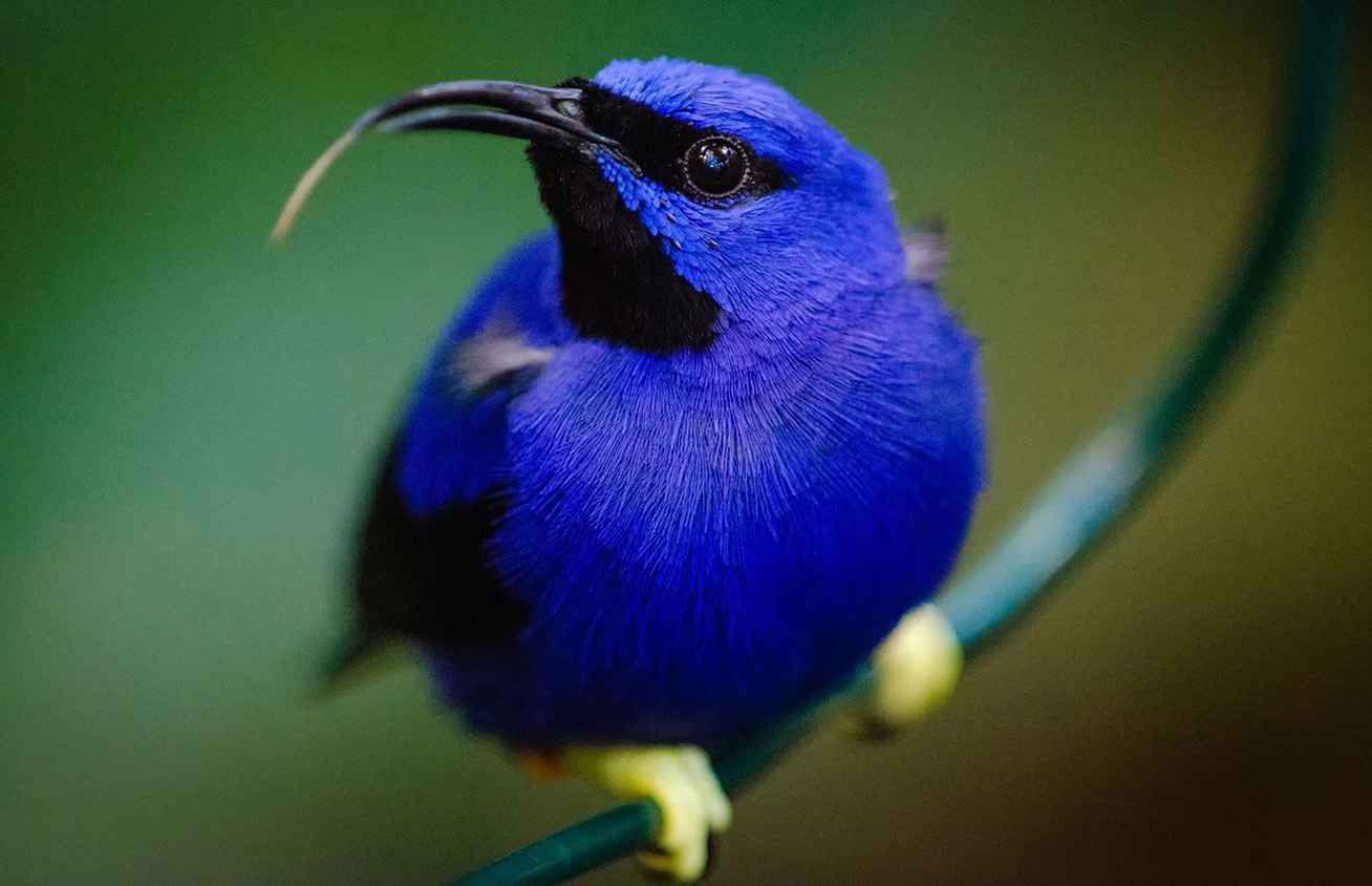 A Honeycreeper, one of the many bird species in Panama.