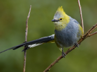 A Long-Tailed Silky Flycatcher, one of the many bird species in Panama.
