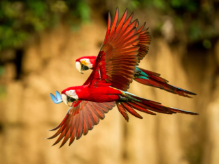 A pair of Macaws, one of the many bird species in Panama.