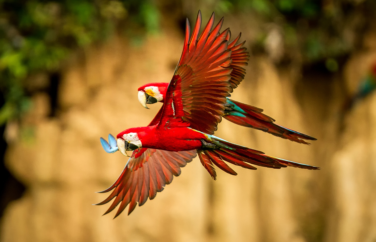 A pair of Macaws, one of the many bird species in Panama.