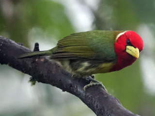 A Red-Headed Barbet, one of the many bird species in Panama.