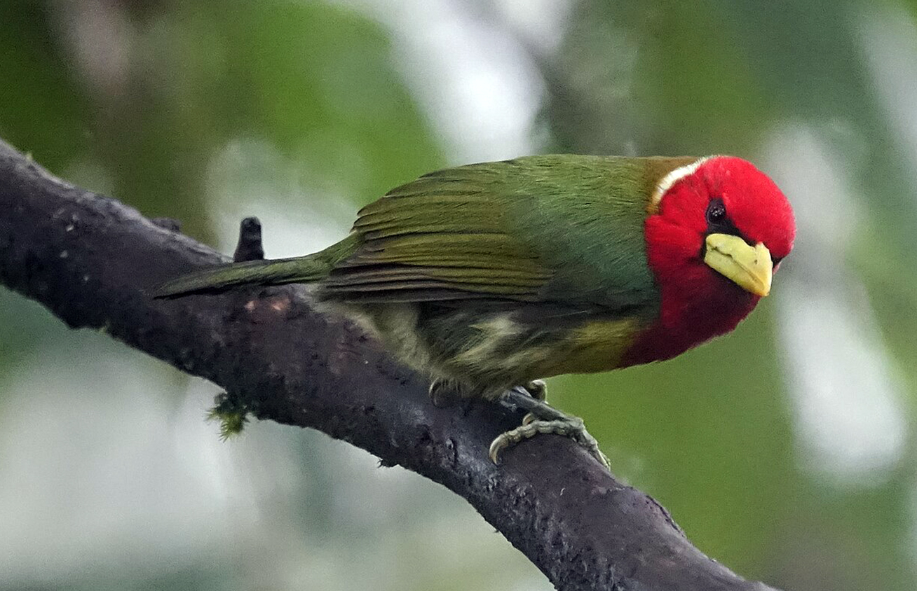 A Red-Headed Barbet, one of the many bird species in Panama.