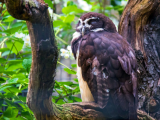 A Spectacled Owl, one of the many bird species in Panama.