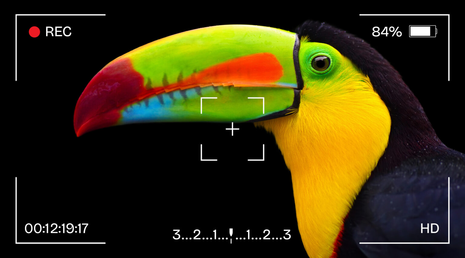 Granite Bay Graphic Design: Photography: Example of Wildlife A Brightly Colored Toucan Against a Black Backdrop