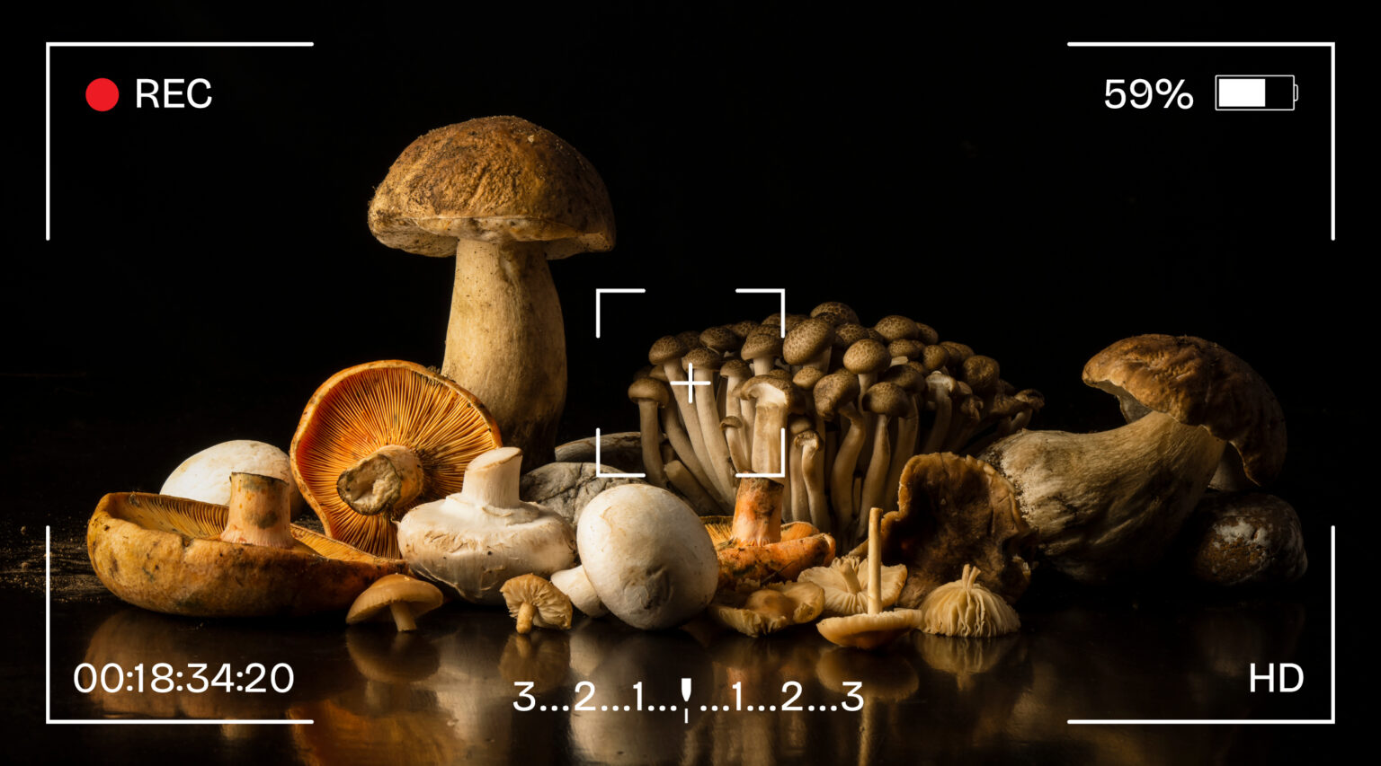 Granite Bay Graphic Design: Photography: Example of Still Life Photography: A Variety of Mushrooms with Reflection on a Black Background